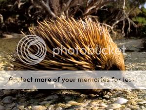oz_echidna.jpg
