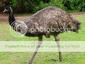 oz_emu.jpg