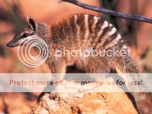 oz_numbat.jpg