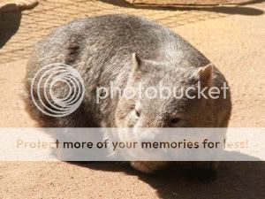 oz_wombat.jpg
