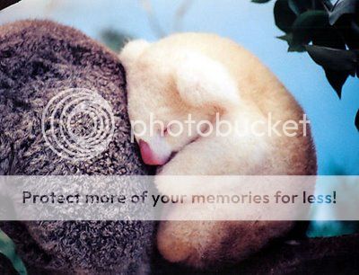 baby-koala2.jpg