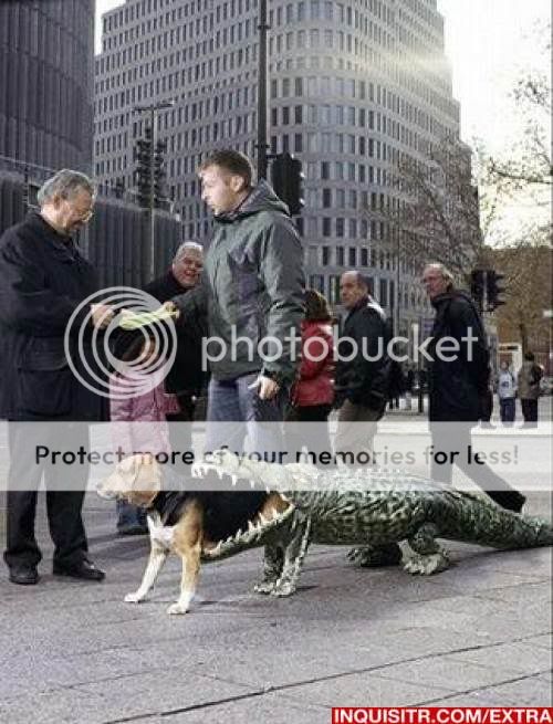 dog_alligator.jpg