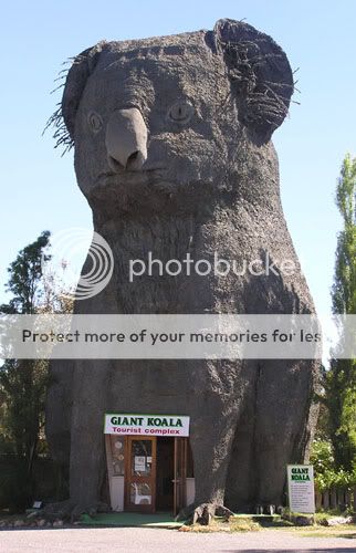 giant_koala.jpg