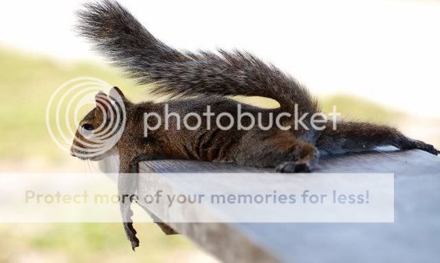 lazy_squirrel.jpg