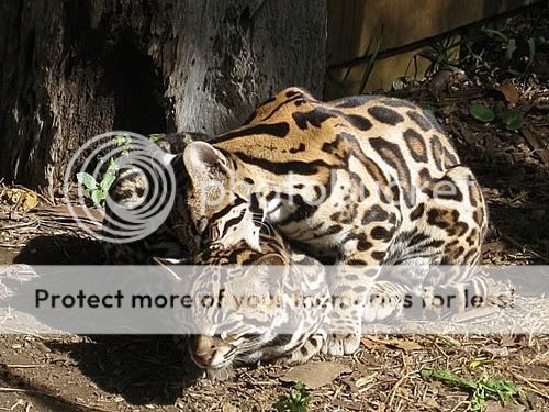 ocelots.jpg