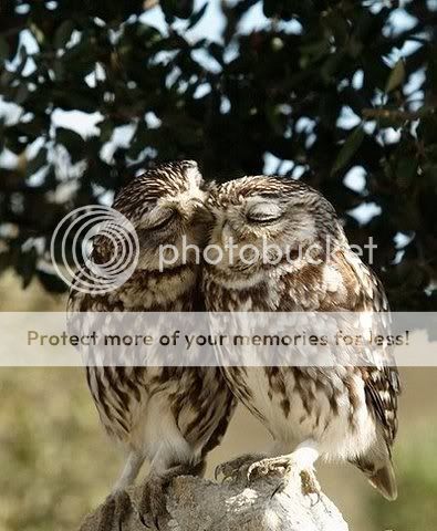 owlove.jpg