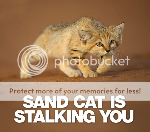 sand_cat.jpg