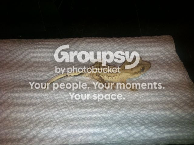 image10.jpeg