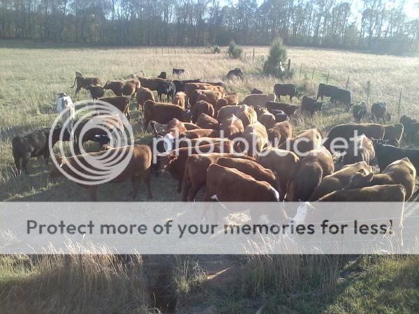 any ideas for converting to rotational grazing? - Cattle