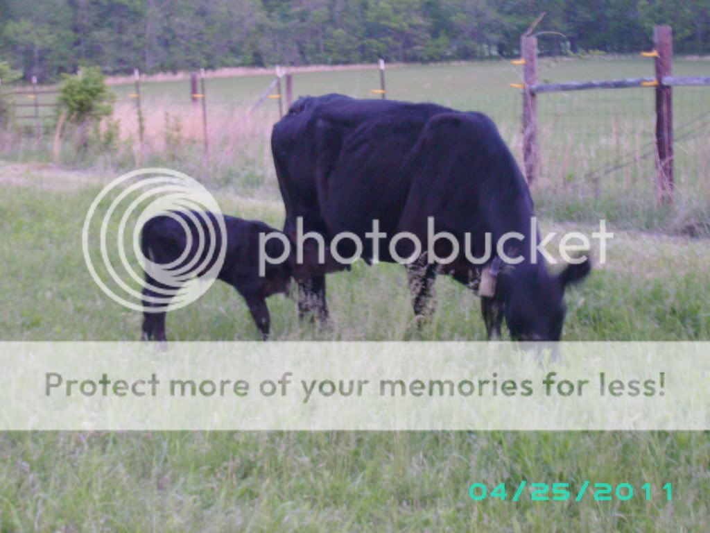 First calf of the year - Cattle