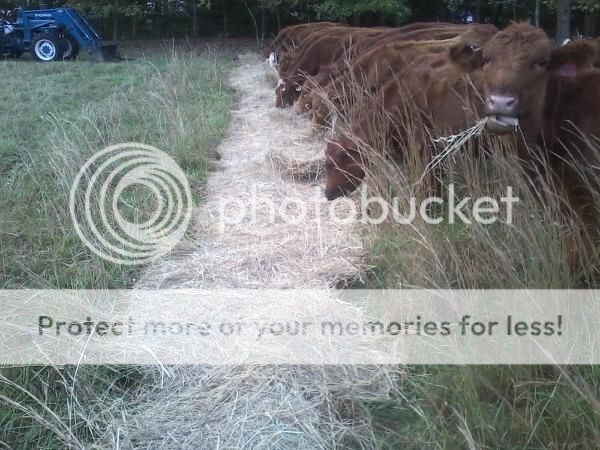 Thoughts on this process - Cattle