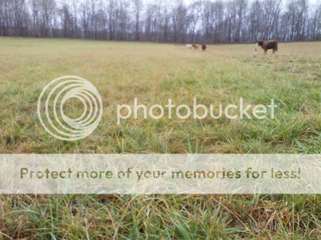 What does your pasture look like today?? - Cattle