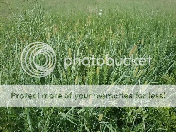 ID this grass? - Cattle