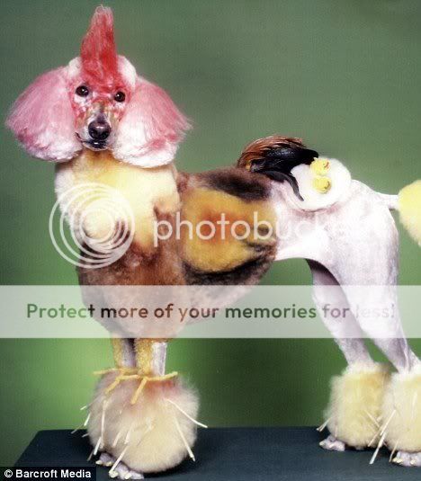 chicken